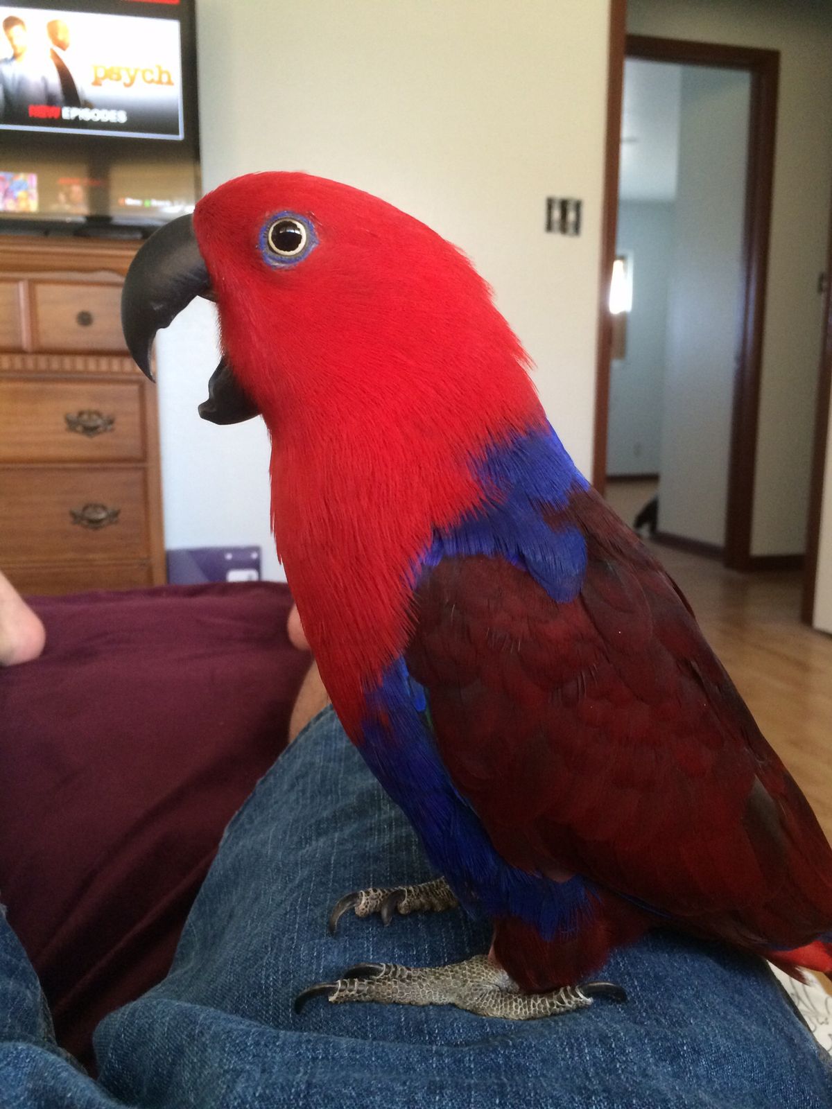 Image of Eclectus Parrot