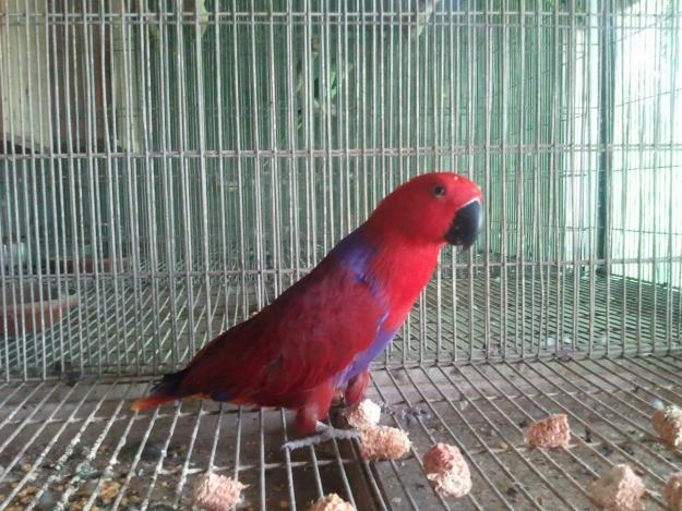 Image of Eclectus Parrot