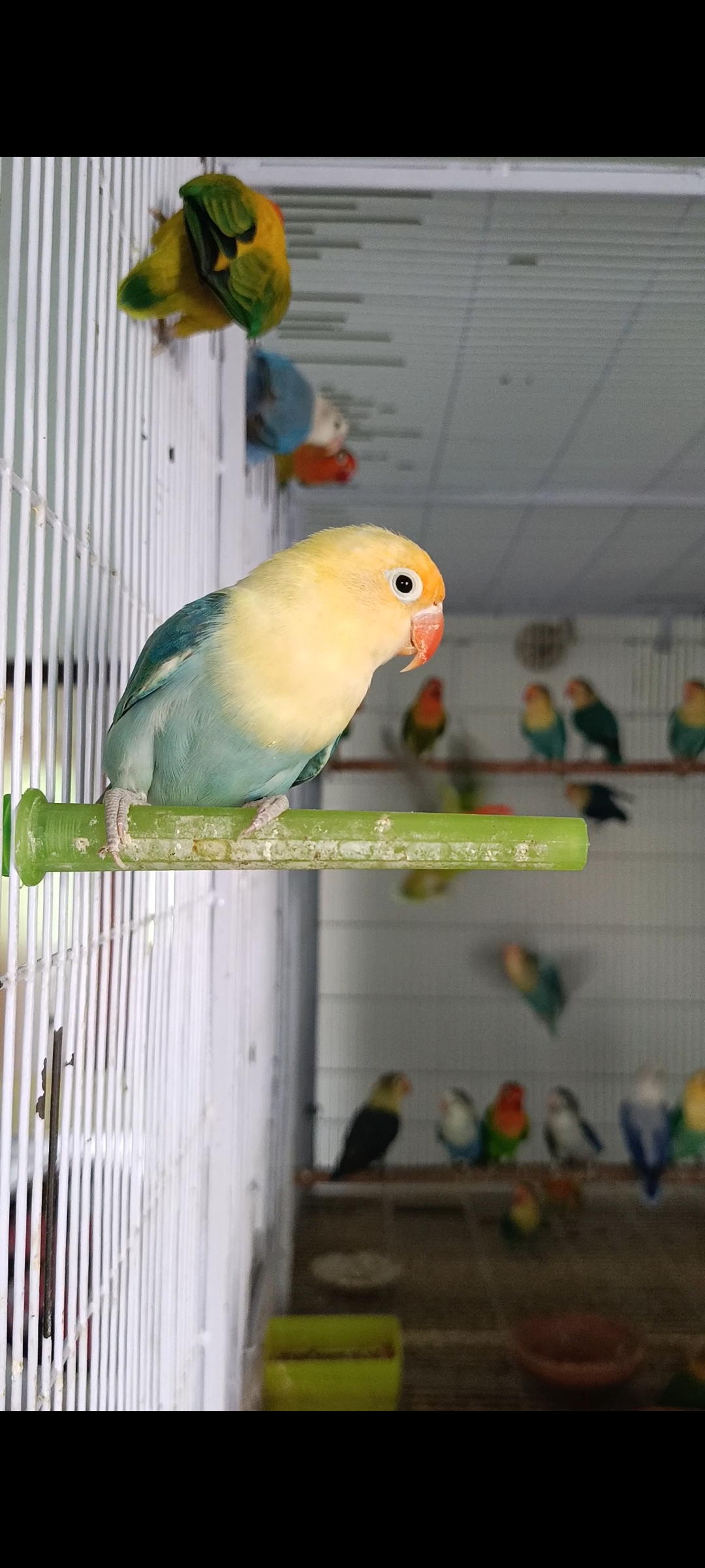 Image of Lovebird