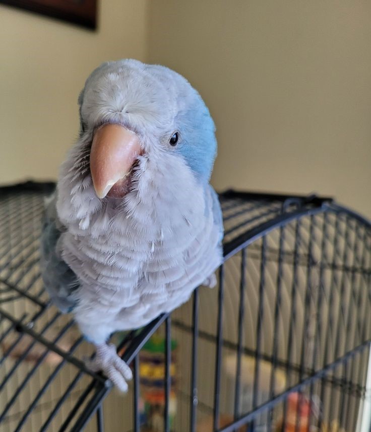 Image of Quaker Parrot