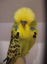 Image of Budgerigar