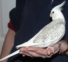 Image of Cockatiel